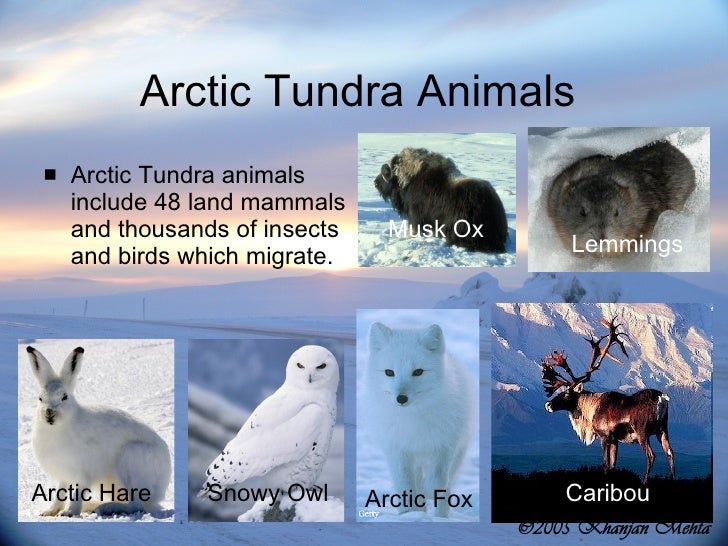 l18 Tundra Project