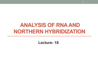 ANALYSIS OF RNA AND
NORTHERN HYBRIDIZATION
1
Lecture- 18
 