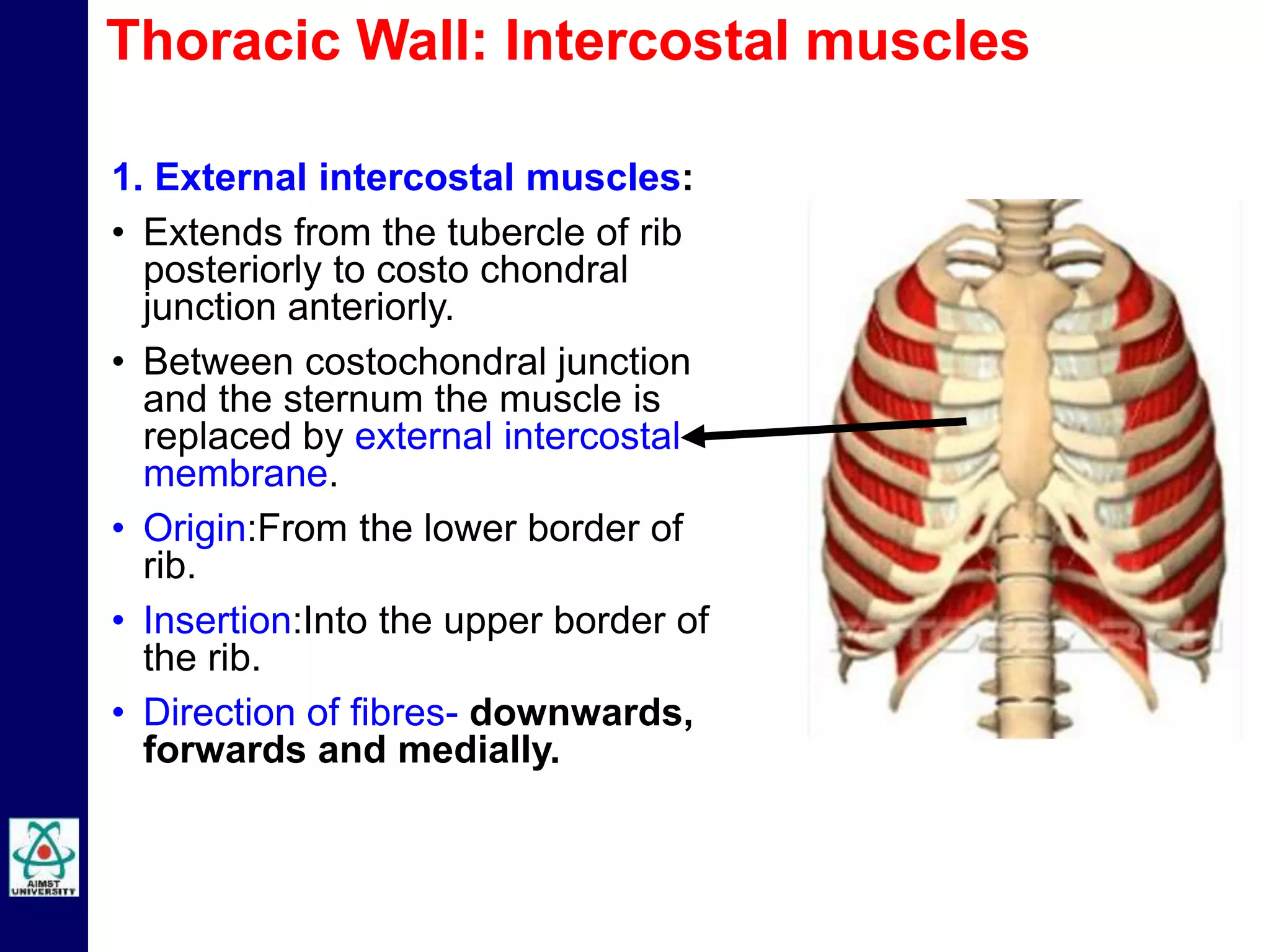 1. External intercostal muscles:
• Extends from the tubercle of rib
posteriorly to costo chondral
junction anteriorly.
• Between costochondral junction
and the sternum the muscle is
replaced by external intercostal
membrane.
• Origin:From the lower border of
rib.
• Insertion:Into the upper border of
the rib.
• Direction of fibres- downwards,
forwards and medially.
Thoracic Wall: Intercostal muscles
 