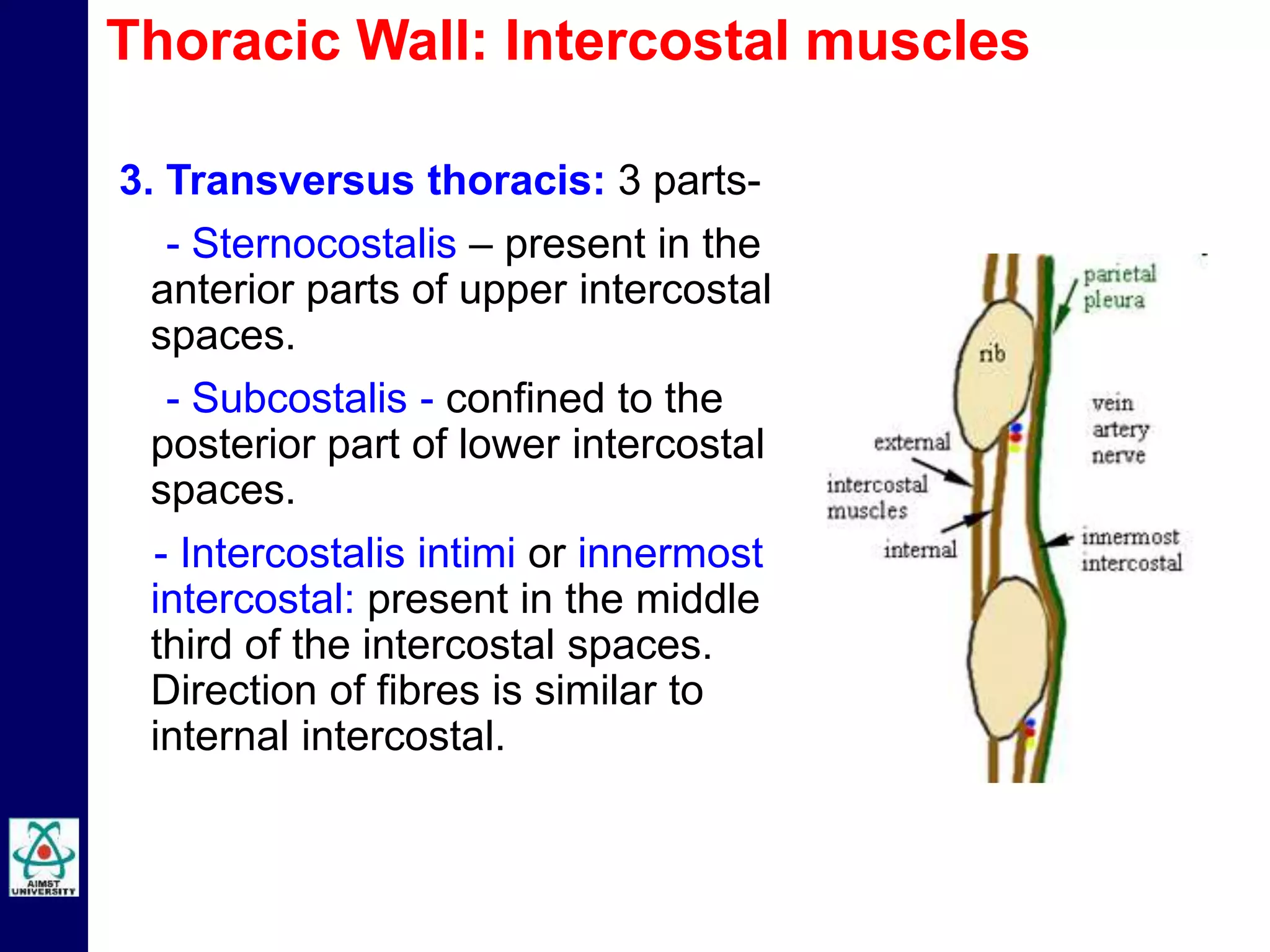 3. Transversus thoracis: 3 parts-
- Sternocostalis – present in the
anterior parts of upper intercostal
spaces.
- Subcostalis - confined to the
posterior part of lower intercostal
spaces.
- Intercostalis intimi or innermost
intercostal: present in the middle
third of the intercostal spaces.
Direction of fibres is similar to
internal intercostal.
Thoracic Wall: Intercostal muscles
 