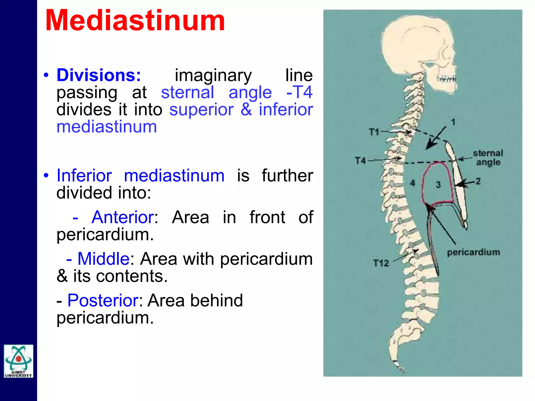 Mediastinum
• Divisions: imaginary line
passing at sternal angle -T4
divides it into superior & inferior
mediastinum
• Inferior mediastinum is further
divided into:
- Anterior: Area in front of
pericardium.
- Middle: Area with pericardium
& its contents.
- Posterior: Area behind
pericardium.
 