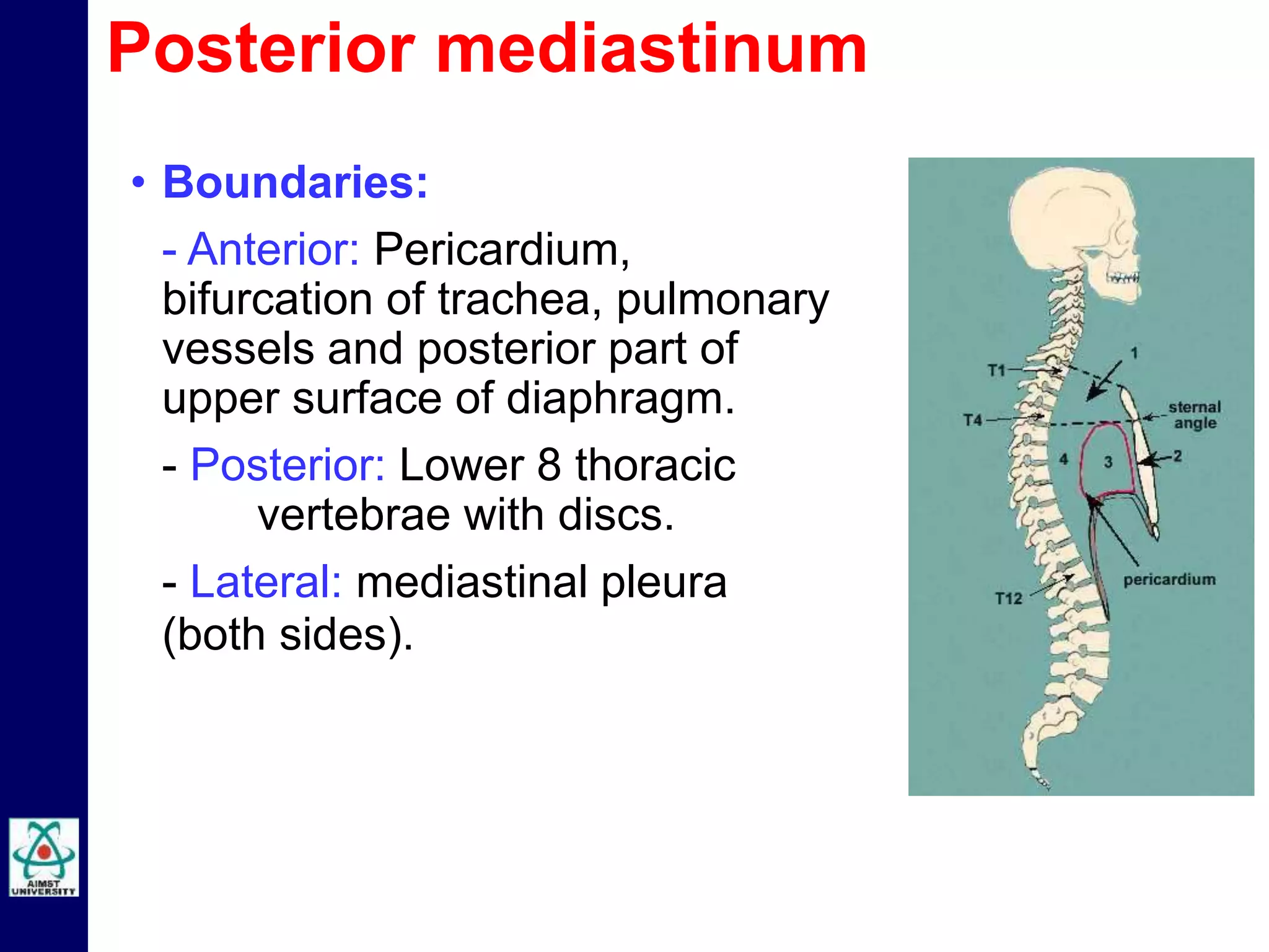 • Boundaries:
- Anterior: Pericardium,
bifurcation of trachea, pulmonary
vessels and posterior part of
upper surface of diaphragm.
- Posterior: Lower 8 thoracic
vertebrae with discs.
- Lateral: mediastinal pleura
(both sides).
Posterior mediastinum
 