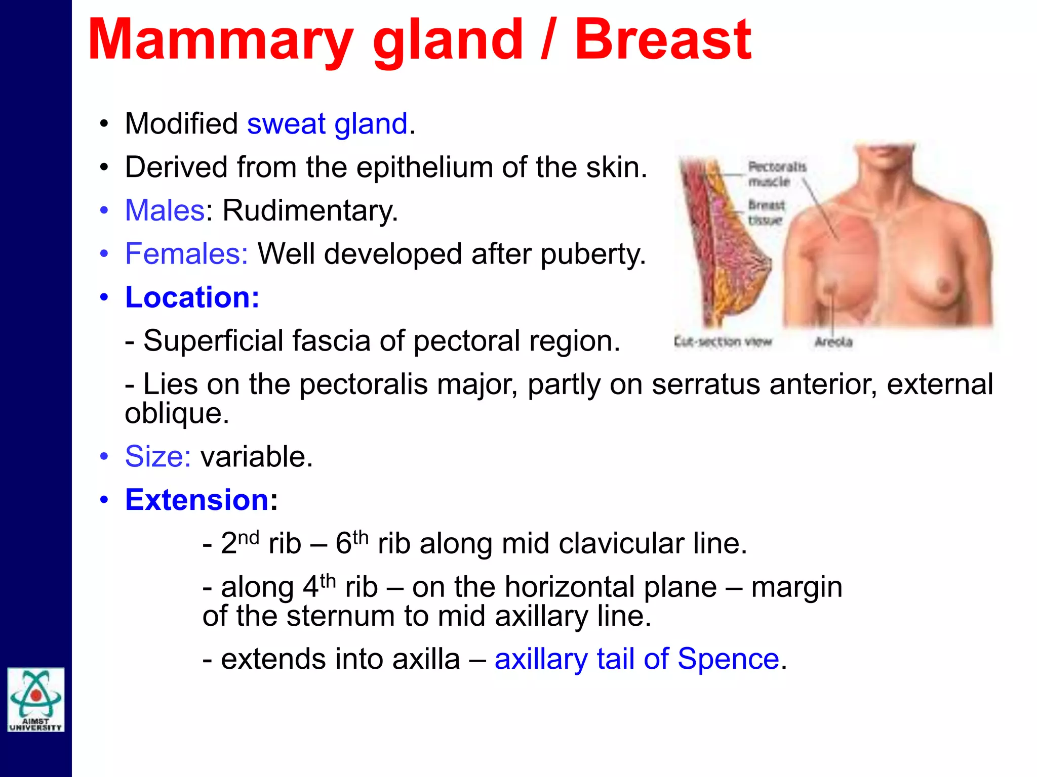 • Modified sweat gland.
• Derived from the epithelium of the skin.
• Males: Rudimentary.
• Females: Well developed after puberty.
• Location:
- Superficial fascia of pectoral region.
- Lies on the pectoralis major, partly on serratus anterior, external
oblique.
• Size: variable.
• Extension:
- 2nd rib – 6th rib along mid clavicular line.
- along 4th rib – on the horizontal plane – margin
of the sternum to mid axillary line.
- extends into axilla – axillary tail of Spence.
Mammary gland / Breast
 