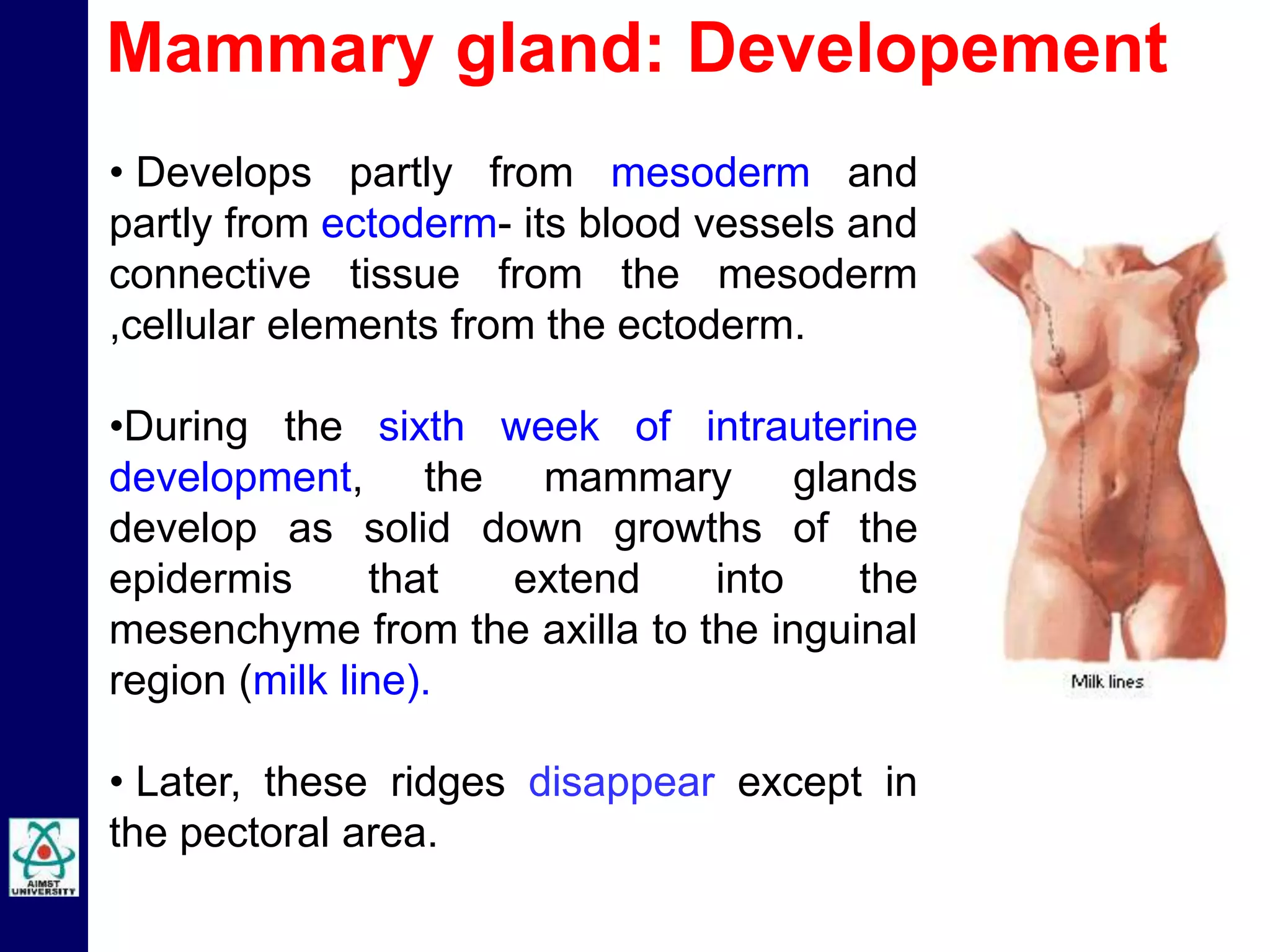 • Develops partly from mesoderm and
partly from ectoderm- its blood vessels and
connective tissue from the mesoderm
,cellular elements from the ectoderm.
•During the sixth week of intrauterine
development, the mammary glands
develop as solid down growths of the
epidermis that extend into the
mesenchyme from the axilla to the inguinal
region (milk line).
• Later, these ridges disappear except in
the pectoral area.
Mammary gland: Developement
 