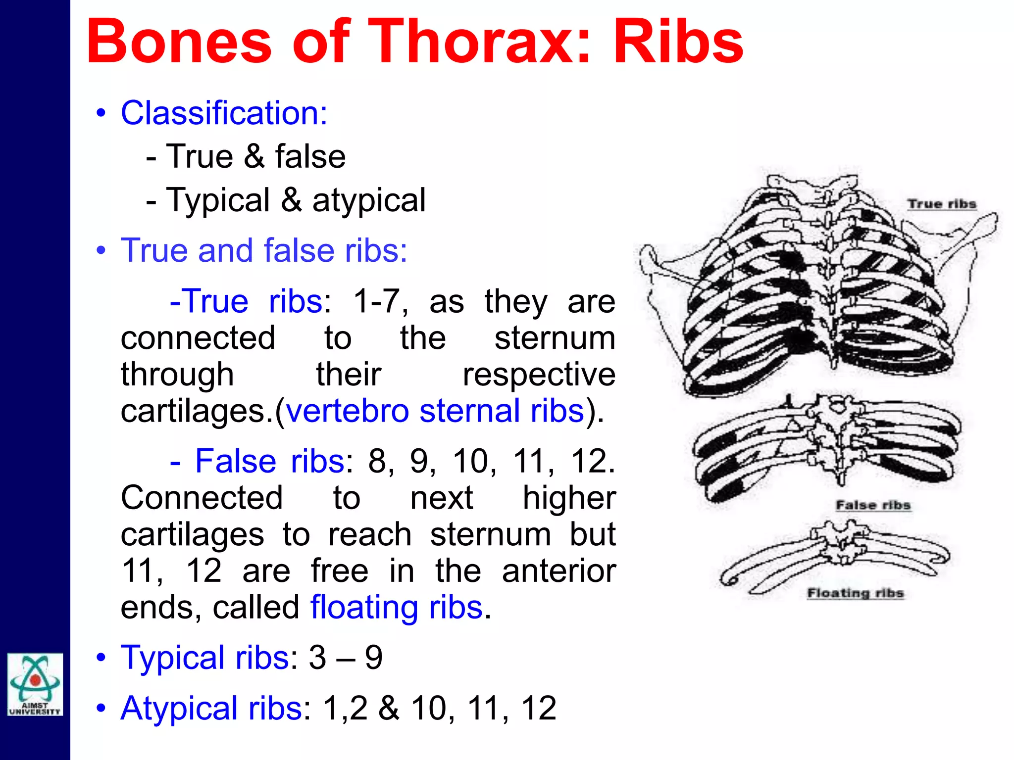 • Classification:
- True & false
- Typical & atypical
• True and false ribs:
-True ribs: 1-7, as they are
connected to the sternum
through their respective
cartilages.(vertebro sternal ribs).
- False ribs: 8, 9, 10, 11, 12.
Connected to next higher
cartilages to reach sternum but
11, 12 are free in the anterior
ends, called floating ribs.
• Typical ribs: 3 – 9
• Atypical ribs: 1,2 & 10, 11, 12
Bones of Thorax: Ribs
 