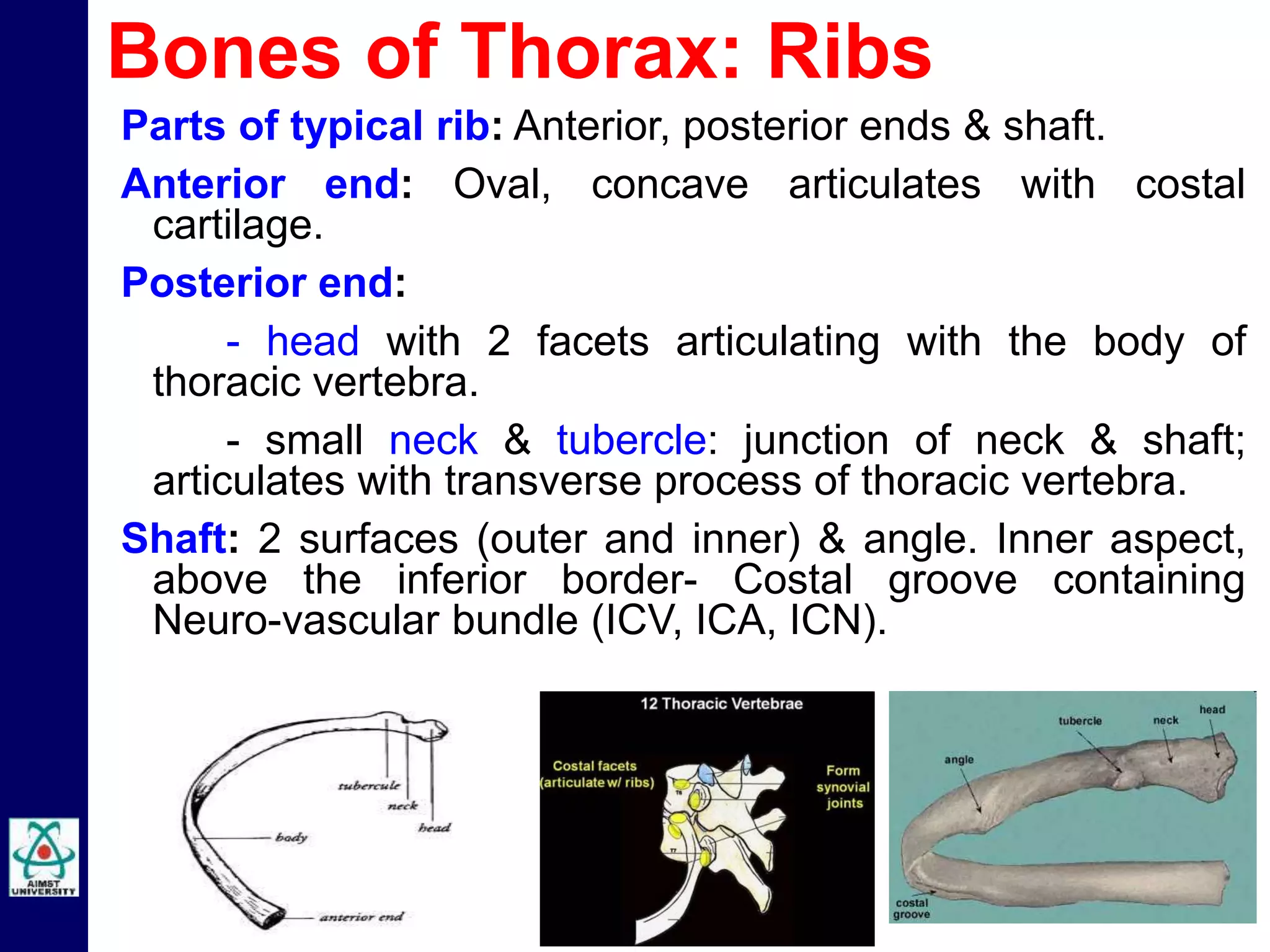 Parts of typical rib: Anterior, posterior ends & shaft.
Anterior end: Oval, concave articulates with costal
cartilage.
Posterior end:
- head with 2 facets articulating with the body of
thoracic vertebra.
- small neck & tubercle: junction of neck & shaft;
articulates with transverse process of thoracic vertebra.
Shaft: 2 surfaces (outer and inner) & angle. Inner aspect,
above the inferior border- Costal groove containing
Neuro-vascular bundle (ICV, ICA, ICN).
Bones of Thorax: Ribs
 