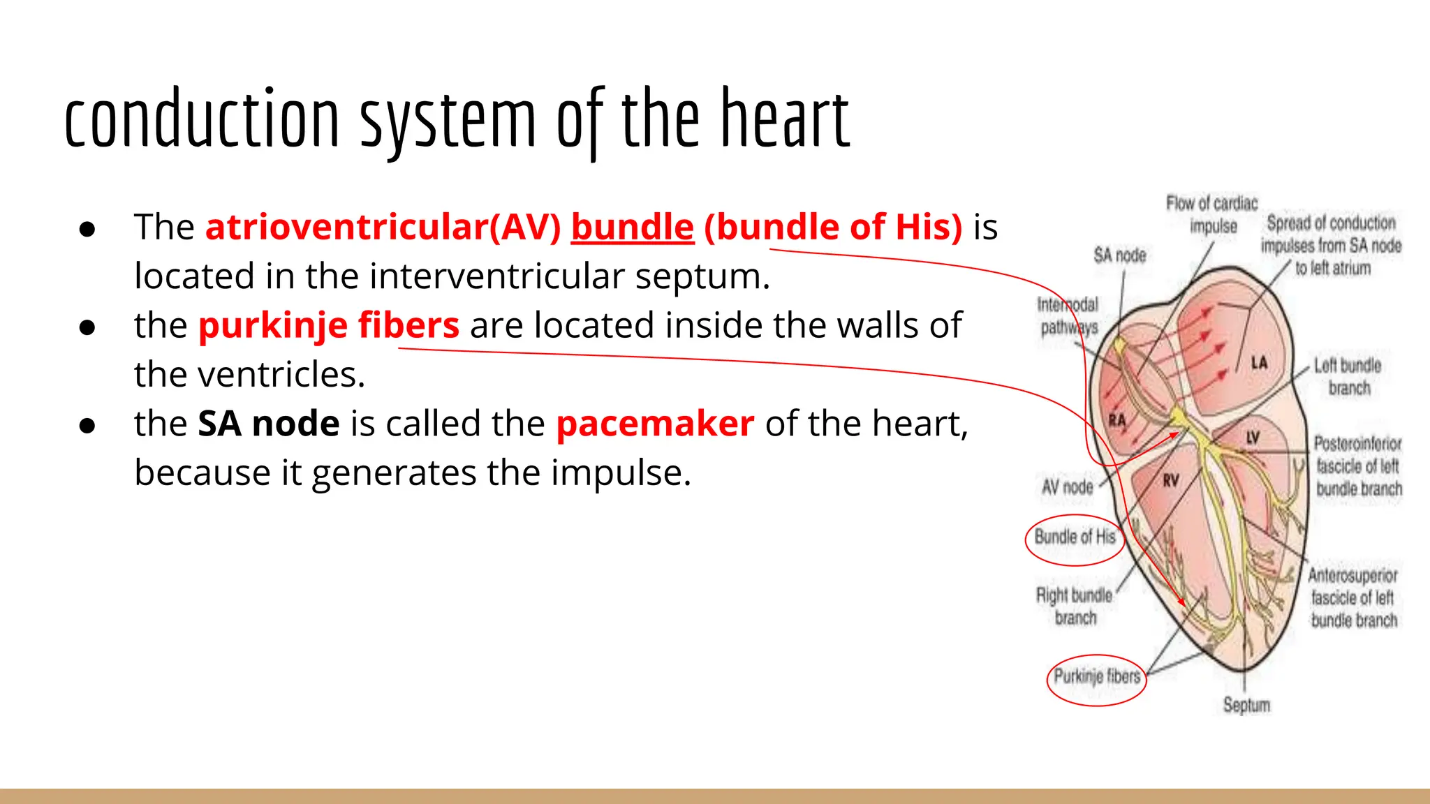 Anatomy of The Heart , valves and chambers etc.pdf