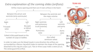 Anatomy of The Heart , valves and chambers etc.pdf