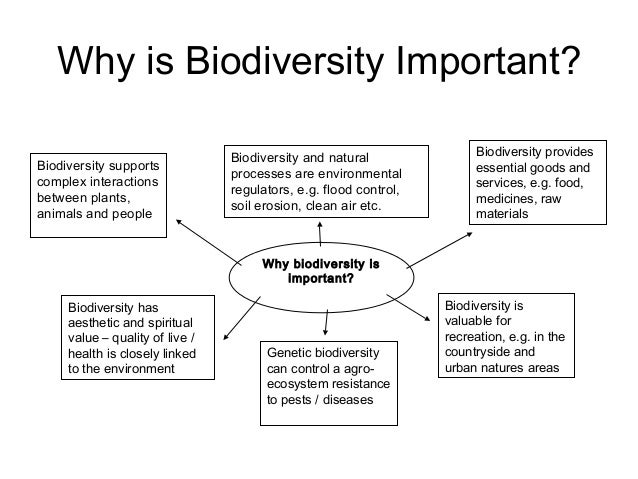 Why Is Biodiversity So Important Ecodaphne What Is Biodiversity And