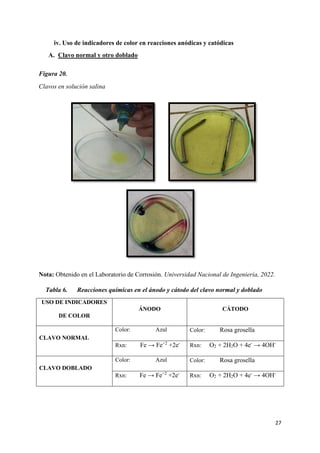 27
iv. Uso de indicadores de color en reacciones anódicas y catódicas
A. Clavo normal y otro doblado
Figura 20.
Clavos en solución salina
Nota: Obtenido en el Laboratorio de Corrosión. Universidad Nacional de Ingeniería, 2022.
Tabla 6. Reacciones químicas en el ánodo y cátodo del clavo normal y doblado
USO DE INDICADORES
DE COLOR
ÁNODO CÁTODO
CLAVO NORMAL
Color: Azul Color: Rosa grosella
Rxn: Fe → Fe+2
+2e-
Rxn: O2 + 2H2O + 4e-
→ 4OH-
CLAVO DOBLADO
Color: Azul Color: Rosa grosella
Rxn: Fe → Fe+2
+2e-
Rxn: O2 + 2H2O + 4e-
→ 4OH-
 