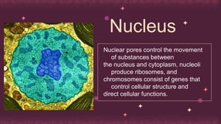 Cell and Molecular Biology. Modern cell Theory, parts of a cell | PDF