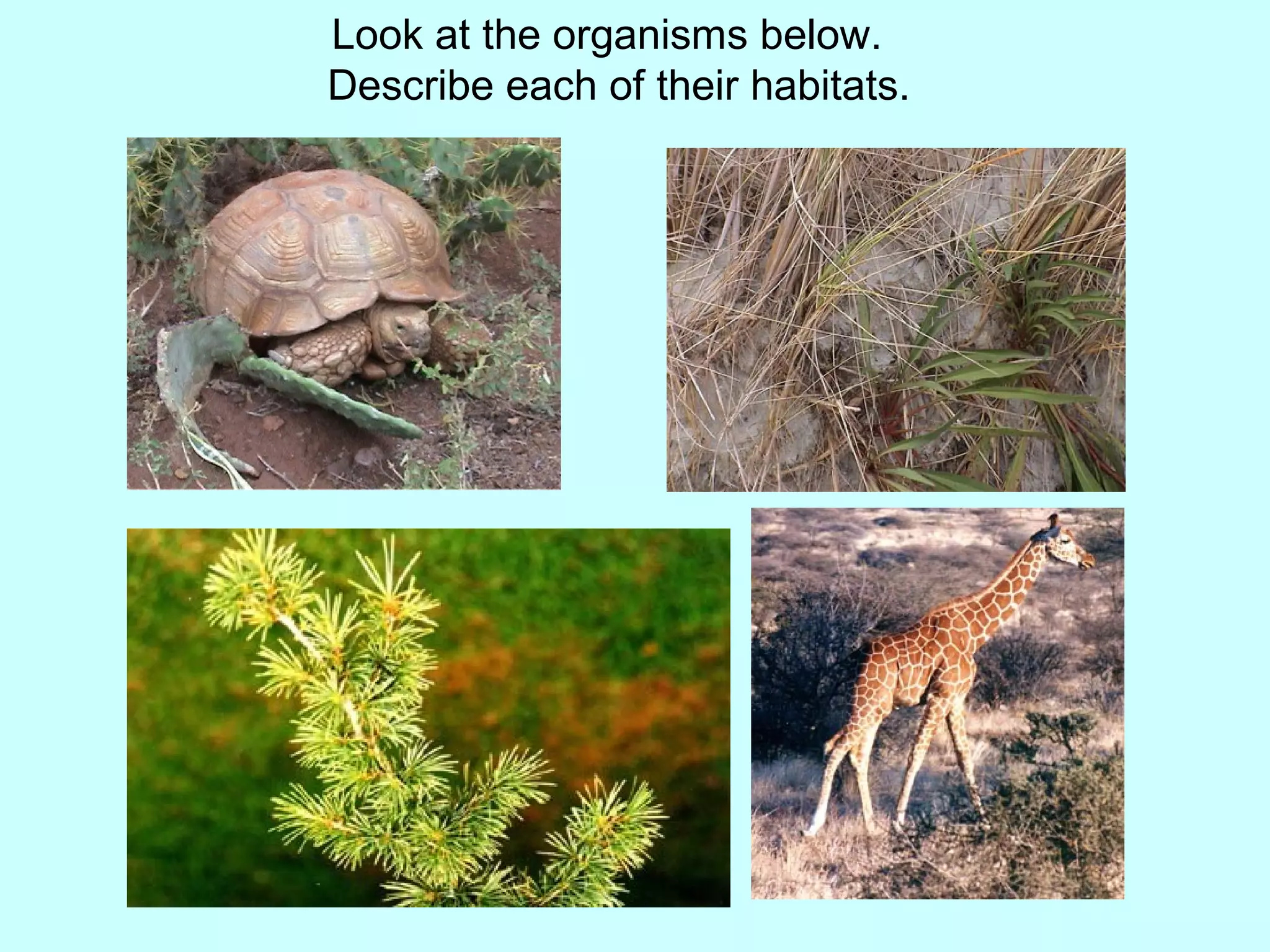 Lesson 1 habitats | PPT