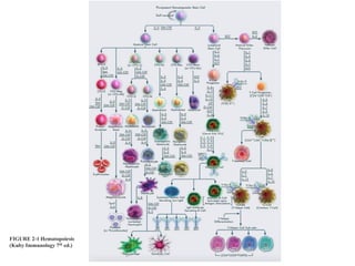 FIGURE 2-1 Hematopoiesis
(Kuby Immunology 7th ed.)
 