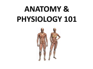 ANATOMY & PHYSIOLOGY 101 