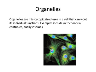 Organelles	Organelles are microscopic structures in a cell that carry out its individual functions. Examples include mitochondria, centrioles, and lysosomes