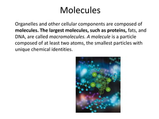 Molecules	Organelles and other cellular components are composed of molecules. The largest molecules, such as proteins, fats, and DNA, are called macromolecules. A molecule is a particle composed of at least two atoms, the smallest particles with unique chemical identities.