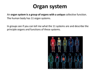 Organ systemAn organ system is a group of organs with a unique collective function. The human body has 11 organ systems.	In groups see if you can tell me what the 11 systems are and describe the principle organs and functions of these systems. 