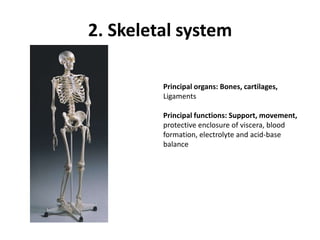 2. Skeletal systemPrincipal organs: Bones, cartilages,LigamentsPrincipal functions: Support, movement,protective enclosure of viscera, bloodformation, electrolyte and acid-basebalance