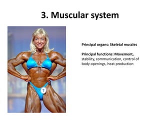 3. Muscular systemPrincipal organs: Skeletal musclesPrincipal functions: Movement,stability, communication, control ofbody openings, heat production