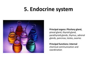 5. Endocrine systemPrincipal organs: Pituitary gland,pineal gland, thyroid gland,parathyroid glands, thymus, adrenalglands, pancreas, testes, ovariesPrincipal functions: Internalchemical communication andcoordination