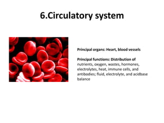 6.Circulatory systemPrincipal organs: Heart, blood vesselsPrincipal functions: Distribution ofnutrients, oxygen, wastes, hormones,electrolytes, heat, immune cells, andantibodies; fluid, electrolyte, and acidbasebalance