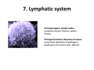 7. Lymphatic systemPrincipal organs: Lymph nodes,lymphatic vessels, thymus, spleen,TonsilsPrincipal functions: Recovery of excesstissue fluid, detection of pathogens,production of immune cells, defense