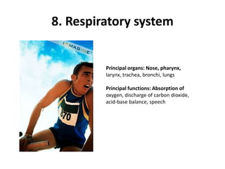8. Respiratory systemPrincipal organs: Nose, pharynx,larynx, trachea, bronchi, lungsPrincipal functions: Absorption ofoxygen, discharge of carbon dioxide,acid-base balance, speech