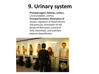 9. Urinary systemPrincipal organs: Kidneys, ureters,urinary bladder, urethraPrincipal functions: Elimination ofwastes; regulation of blood volumeand pressure; stimulation of redblood cell formation; control offluid, electrolyte, and acid-basebalance; detoxification