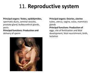 11. Reproductive systemPrincipal organs: Testes, epididymides,spermatic ducts, seminal vesicles,prostate gland, bulbourethral glands,penisPrincipal functions: Production anddelivery of spermPrincipal organs: Ovaries, uterinetubes, uterus, vagina, vulva, mammaryglandsPrincipal functions: Production ofeggs, site of fertilization and fetaldevelopment, fetal nourishment, birth,lactation