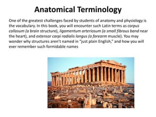 Anatomical TerminologyOne of the greatest challenges faced by students of anatomy and physiology is the vocabulary. In this book, you will encounter such Latin terms as corpus callosum (a brain structure), ligamentumarteriosum (a small fibrous band near the heart), and extensor carpiradialislongus (a forearm muscle). You may wonder why structures aren’t named in “just plain English,” and how you will ever remember such formidable names