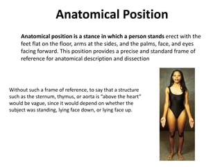 Anatomical Position	Anatomical position is a stance in which a person stands erect with the feet flat on the floor, arms at the sides, and the palms, face, and eyes facing forward. This position provides a precise and standard frame of reference for anatomical description and dissectionWithout such a frame of reference, to say that a structure such as the sternum, thymus, or aorta is “above the heart” would be vague, since it would depend on whether the subject was standing, lying face down, or lying face up.