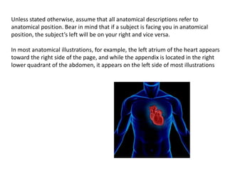 Unless stated otherwise, assume that all anatomical descriptions refer to anatomical position. Bear in mind that if a subject is facing you in anatomical position, the subject’s left will be on your right and vice versa.In most anatomical illustrations, for example, the left atrium of the heart appears toward the right side of the page, and while the appendix is located in the right lower quadrant of the abdomen, it appears on the left side of most illustrations