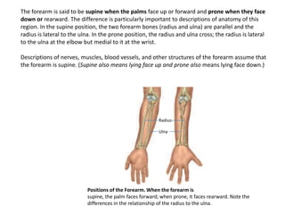 The forearm is said to be supine when the palms face up or forward and prone when they face down or rearward. The difference is particularly important to descriptions of anatomy of this region. In the supine position, the two forearm bones (radius and ulna) are parallel and the radius is lateral to the ulna. In the prone position, the radius and ulna cross; the radius is lateral to the ulna at the elbow but medial to it at the wrist. Descriptions of nerves, muscles, blood vessels, and other structures of the forearm assume that the forearm is supine. (Supine also means lying face up and prone also means lying face down.)RadiusUlnaPositions of the Forearm. When the forearm issupine, the palm faces forward; when prone, it faces rearward. Note the differences in the relationship of the radius to the ulna.