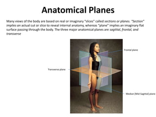 Anatomical PlanesMany views of the body are based on real or imaginary “slices” called sections or planes. “Section” implies an actual cut or slice to reveal internal anatomy, whereas “plane” implies an imaginary flat surface passing through the body. The three major anatomical planes are sagittal, frontal, and transverseFrontal planeTransverse planeMedian [Mid-Sagittal] plane