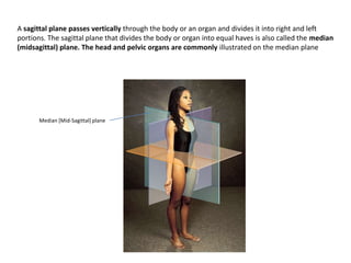 A sagittal plane passes vertically through the body or an organ and divides it into right and left portions. The sagittal plane that divides the body or organ into equal haves is also called the median (midsagittal) plane. The head and pelvic organs are commonly illustrated on the median planeMedian [Mid-Sagittal] plane