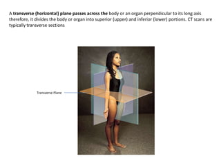 A transverse (horizontal) plane passes across the body or an organ perpendicular to its long axis therefore, it divides the body or organ into superior (upper) and inferior (lower) portions. CT scans are typically transverse sectionsTransverse Plane