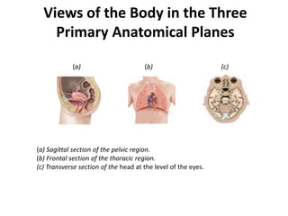 Views of the Body in the Three Primary Anatomical Planes(a) (b) (c) (a) Sagittal section of the pelvic region.(b) Frontal section of the thoracic region. (c) Transverse section of the head at the level of the eyes.