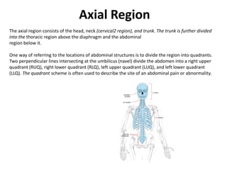 Axial RegionThe axial region consists of the head, neck (cervical2 region), and trunk. The trunk is further divided into the thoracic region above the diaphragm and the abdominalregion below it.One way of referring to the locations of abdominal structures is to divide the region into quadrants. Two perpendicular lines intersecting at the umbilicus (navel) divide the abdomen into a right upper quadrant (RUQ), right lower quadrant (RLQ), left upper quadrant (LUQ), and left lower quadrant (LLQ). The quadrant scheme is often used to describe the site of an abdominal pain or abnormality.