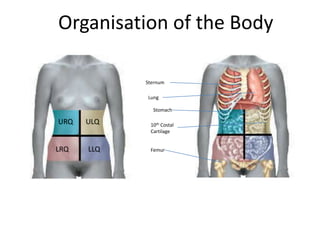 Organisation of the BodyRightupperquadrantLeftupperquadrantRightlowerquadrantLeftlowerquadrantSternumLungStomachURQULQ10th Costal CartilageLLQLRQFemur