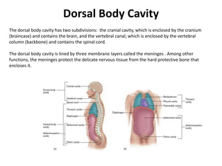 Dorsal Body CavityThe dorsal body cavity has two subdivisions:  the cranial cavity, which is enclosed by the cranium (braincase) and contains the brain, and the vertebral canal, which is enclosed by the vertebral column (backbone) and contains the spinal cord. The dorsal body cavity is lined by three membrane layers called the meninges . Among other functions, the meninges protect the delicate nervous tissue from the hard protective bone that encloses it.