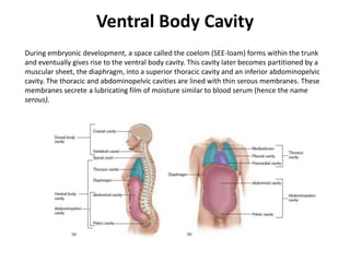 Ventral Body Cavity	During embryonic development, a space called the coelom (SEE-loam) forms within the trunk and eventually gives rise to the ventral body cavity. This cavity later becomes partitioned by a muscular sheet, the diaphragm, into a superior thoracic cavity and an inferior abdominopelvic cavity. The thoracic and abdominopelvic cavities are lined with thin serous membranes. These membranes secrete a lubricating film of moisture similar to blood serum (hence the name serous).
