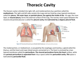 Thoracic CavityThe thoracic cavity is divided into right, left, and medial portions by a partition called the mediastinum. The right and left sides contain the lungs and are lined by a two-layered membrane called the pleura. The outer layer, or parietalpleura, lies against the inside of the  rib cage; the inner layer, or visceral pleura, forms the external surface of the lung. The narrow, moist space between the visceral and parietal pleurae is called the pleural cavity. It is lubricated by a slippery pleural fluid.The medial portion, or mediastinum, is occupied by the esophagus and trachea, a gland called the thymus, and the heart and major blood vessels connected to it. The heart is enclosed by a two-layered membrane called the pericardium. The visceral pericardium forms the heart surface, while the parietal pericardium is separated from it by a space called the pericardial cavity. This space is lubricated by pericardial fluid. 