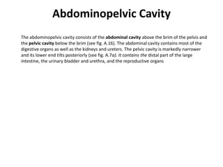Abdominopelvic Cavity	The abdominopelvic cavity consists of the abdominal cavity above the brim of the pelvis and the pelvic cavity below the brim (see fig. A.16). The abdominal cavity contains most of the digestive organs as well as the kidneys and ureters. The pelvic cavity is markedly narrower and its lower end tilts posteriorly (see fig. A.7a). It contains the distal part of the large intestine, the urinary bladder and urethra, and the reproductive organs