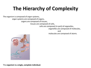 The Hierarchy of ComplexityThe organism is composed of organ systems,	organ systems are composed of organs,		organs are composed of tissues,			tissues are composed of cells,				cells are composed (in part) of organelles,					organelles are composed of molecules, 							and					molecules are composed of atoms.The organism is a single, complete individual.