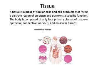 Tissue	A tissue is a mass of similar cells and cell products that forms a discrete region of an organ and performs a specific function. The body is composed of only four primary classes of tissue—epithelial, connective, nervous, and muscular tissues.