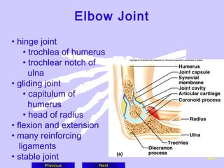 L1 joints | PPT