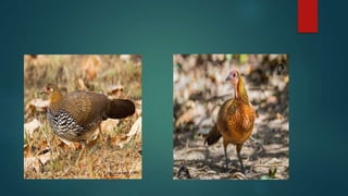 L1 origin and classification of poultry-1.pptx