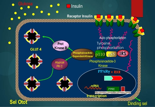 L1 skenario a blok 14 (sindrom metabolik)