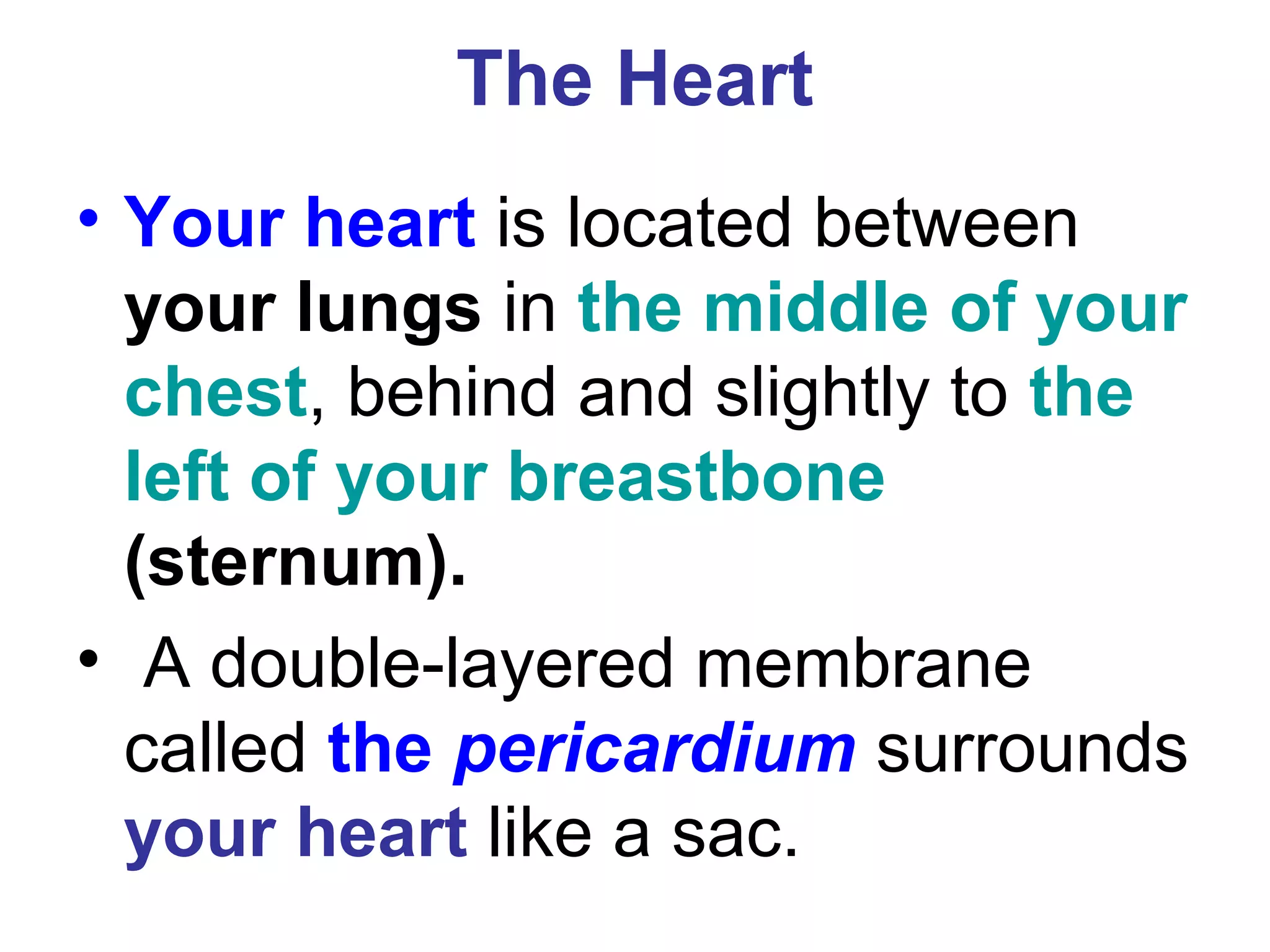 The Heart
• Your heart is located between
your lungs in the middle of your
chest, behind and slightly to the
left of your breastbone
(sternum).
• A double-layered membrane
called the pericardium surrounds
your heart like a sac.
 