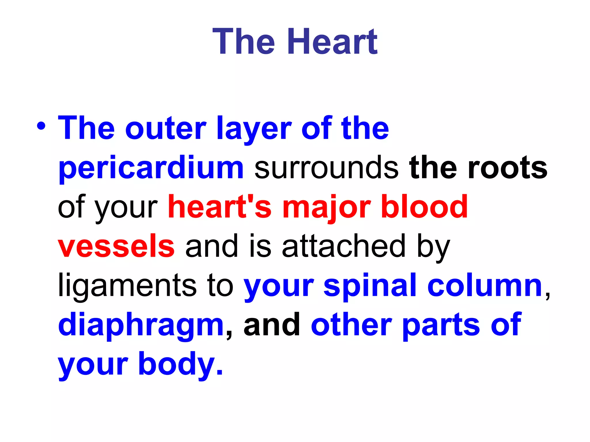 The Heart
• The outer layer of the
pericardium surrounds the roots
of your heart's major blood
vessels and is attached by
ligaments to your spinal column,
diaphragm, and other parts of
your body.
 